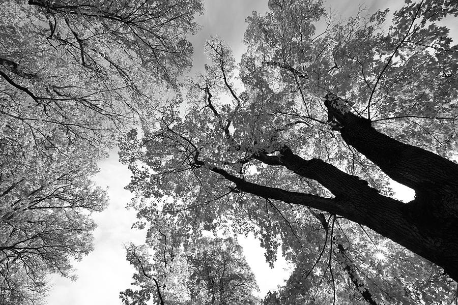 Black and white maple trees, seen from below Photograph by Ulrich Kunst And Bettina Scheidulin