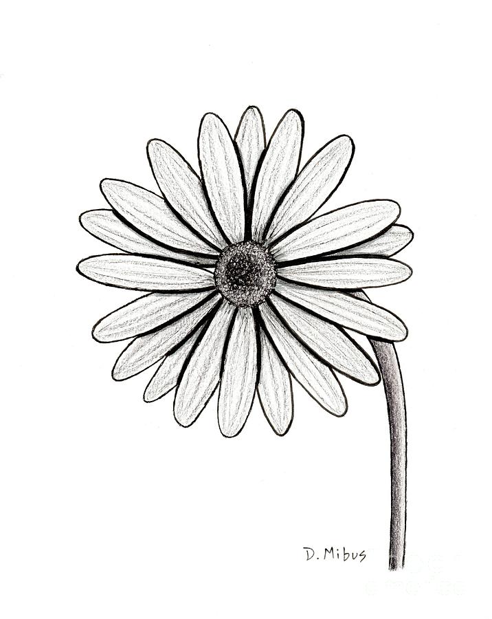 Black and White Marguerite Daisy Drawing by Donna Mibus