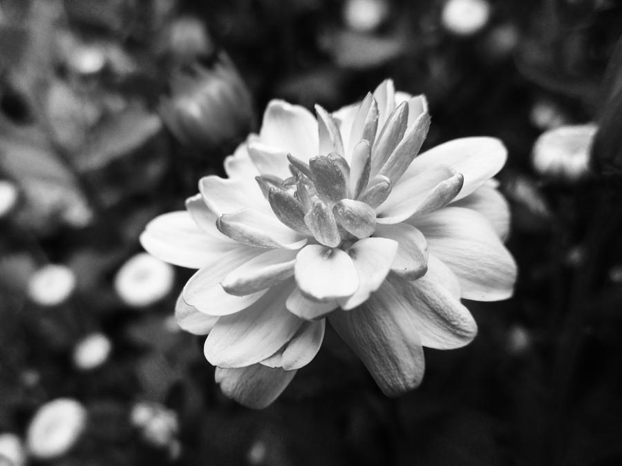 Black and White Marigold  Photograph by W Craig Photography
