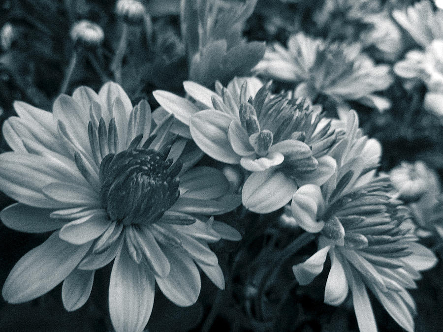 Black and White Marigolds Photograph by W Craig Photography