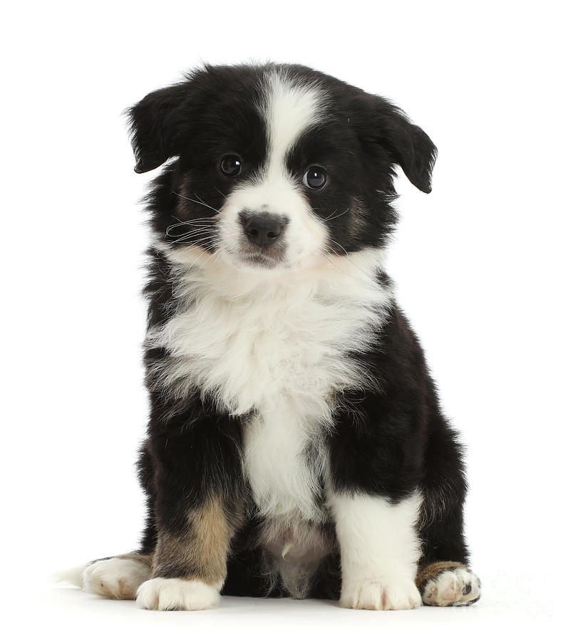 Black And White Photograph - Black-and-white Mini American Shepherd puppy by Warren Photographic