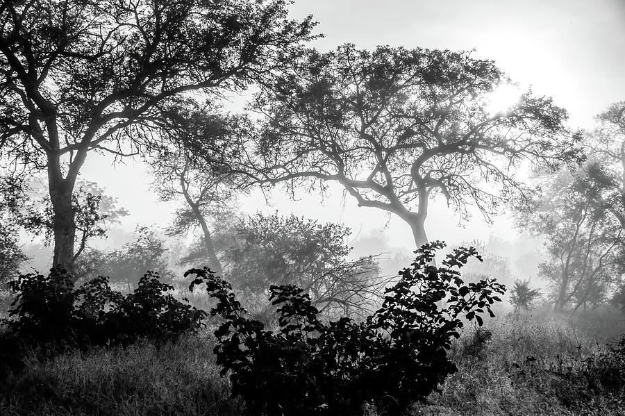 Black And White Misty Morning Photograph by MaryJane Sesto