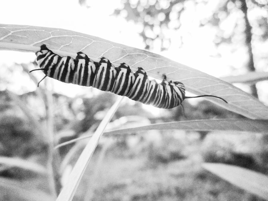 Black and White Monarch Caterpillar  Photograph by W Craig Photography
