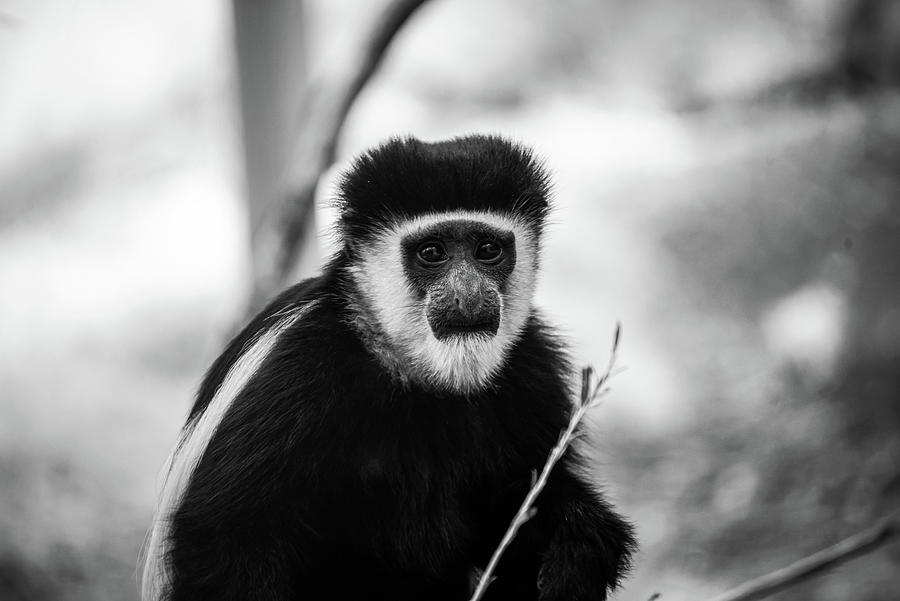 Black and White Monkey on Brown Tree Branch_0002 Digital Art by ...