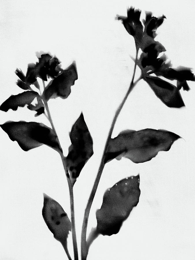 Black and White Moody Floral 2 Painting by Janine Aykens