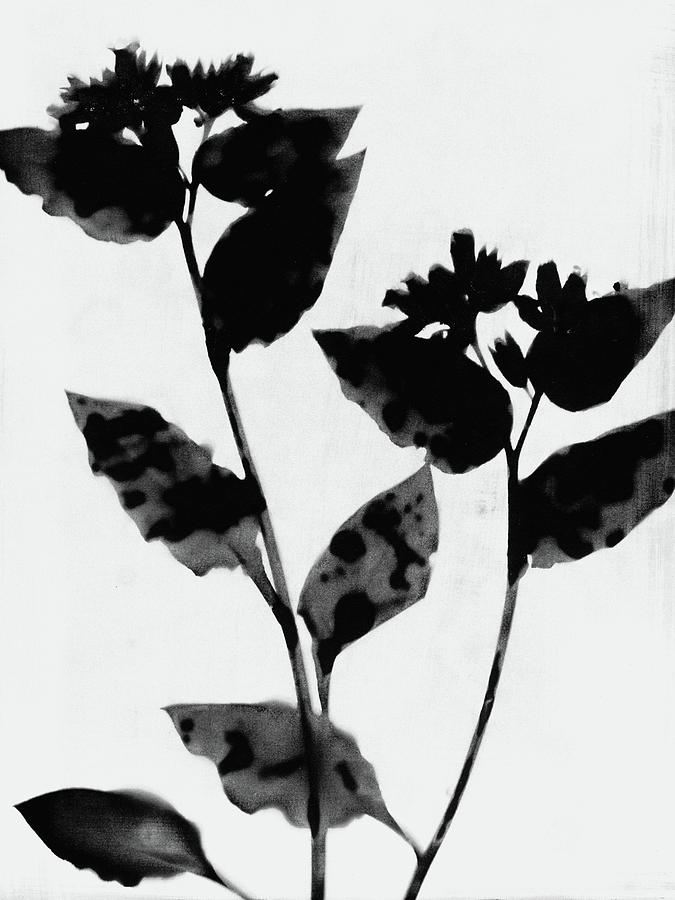 Black and White Moody Floral Painting by Janine Aykens
