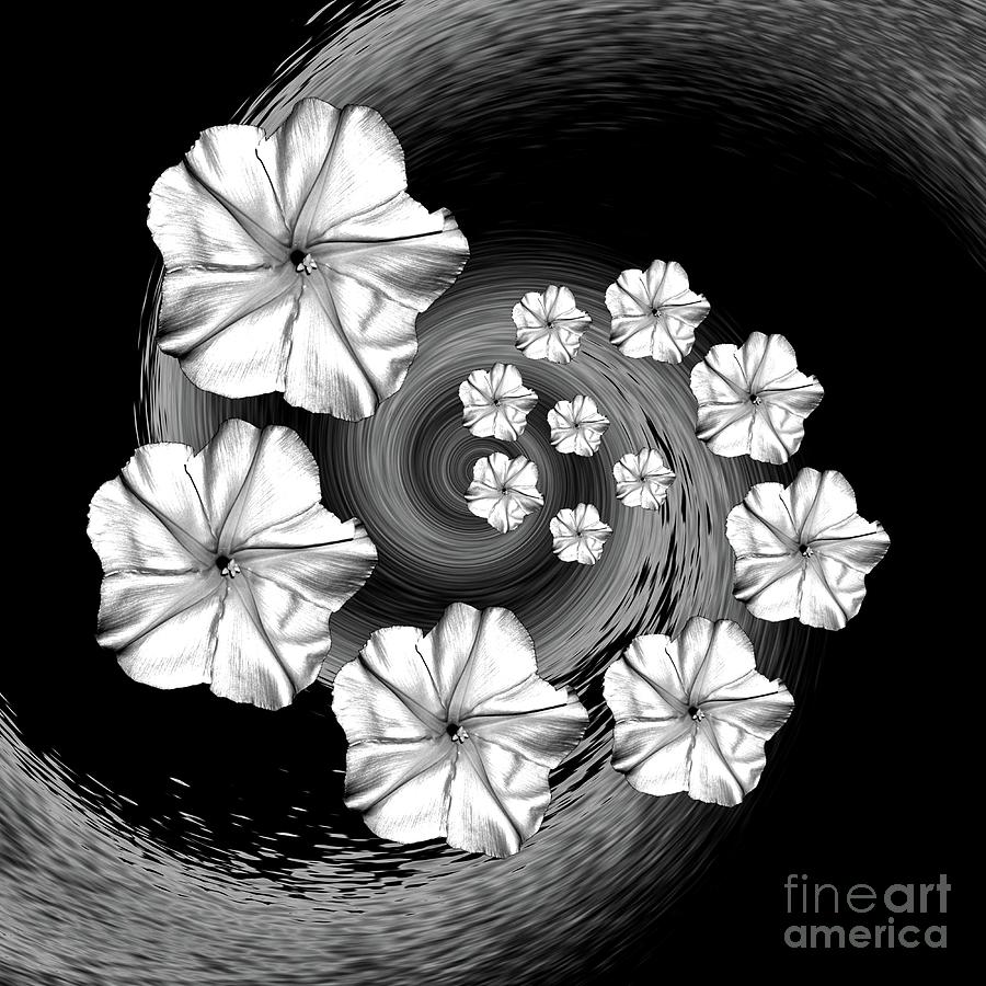 Black and White Moonflower Spiral Swirl Digital Art by Rachel Hannah