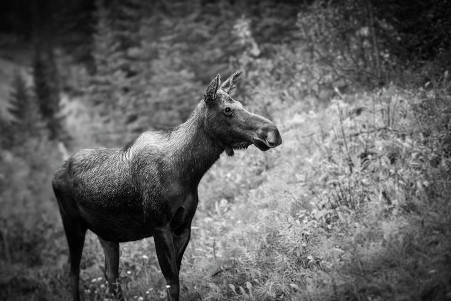Wildlife Photograph - Black And White Moose by Dan Sproul