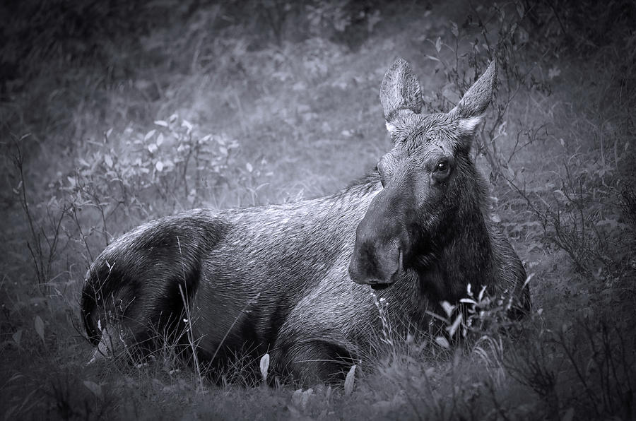 Black And White Moose Portrait Photograph by Dan Sproul - Fine Art America