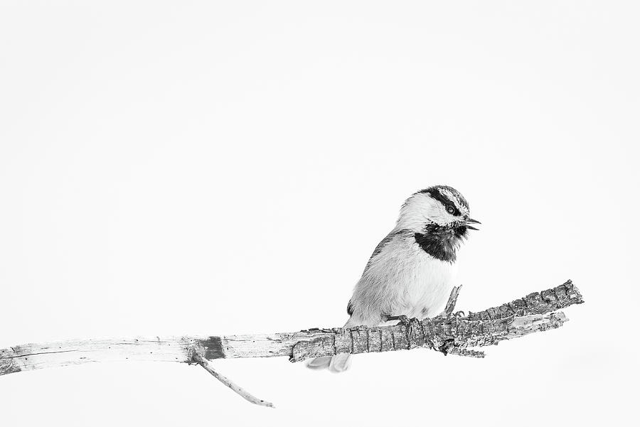 Black and White Mountain Chickadee Photograph by Erin K Images