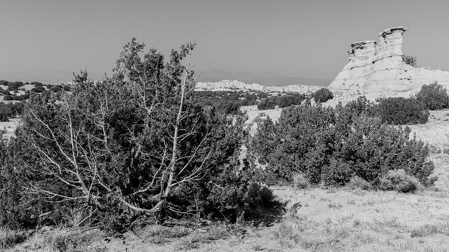 Black and White New Mexico Desert  Photograph by John McGraw