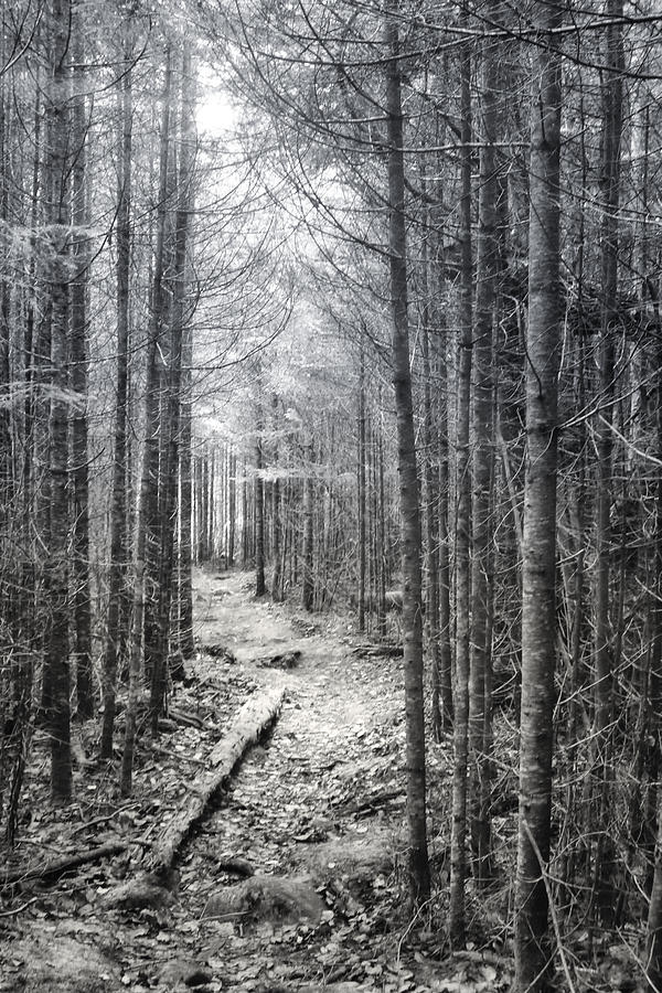 Black and White Northern Maine Trail Photograph by Russel Considine