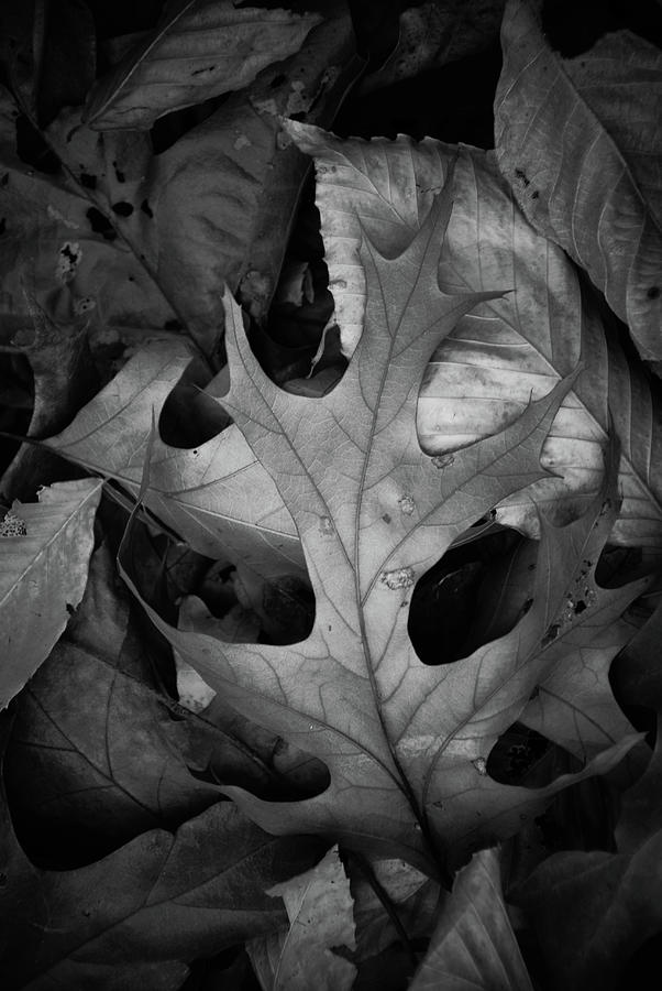 Black and White Oak Leaves Photograph by Louis Dallara