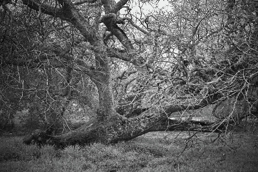 Black and White Oak Tree II Photograph by Sally Bauer