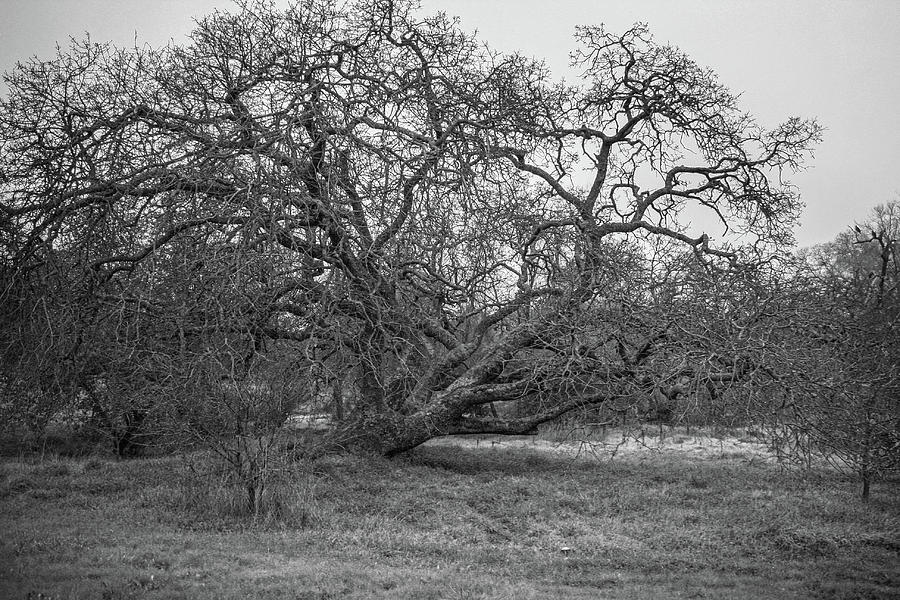 Black and White Oak Tree Photograph by Sally Bauer