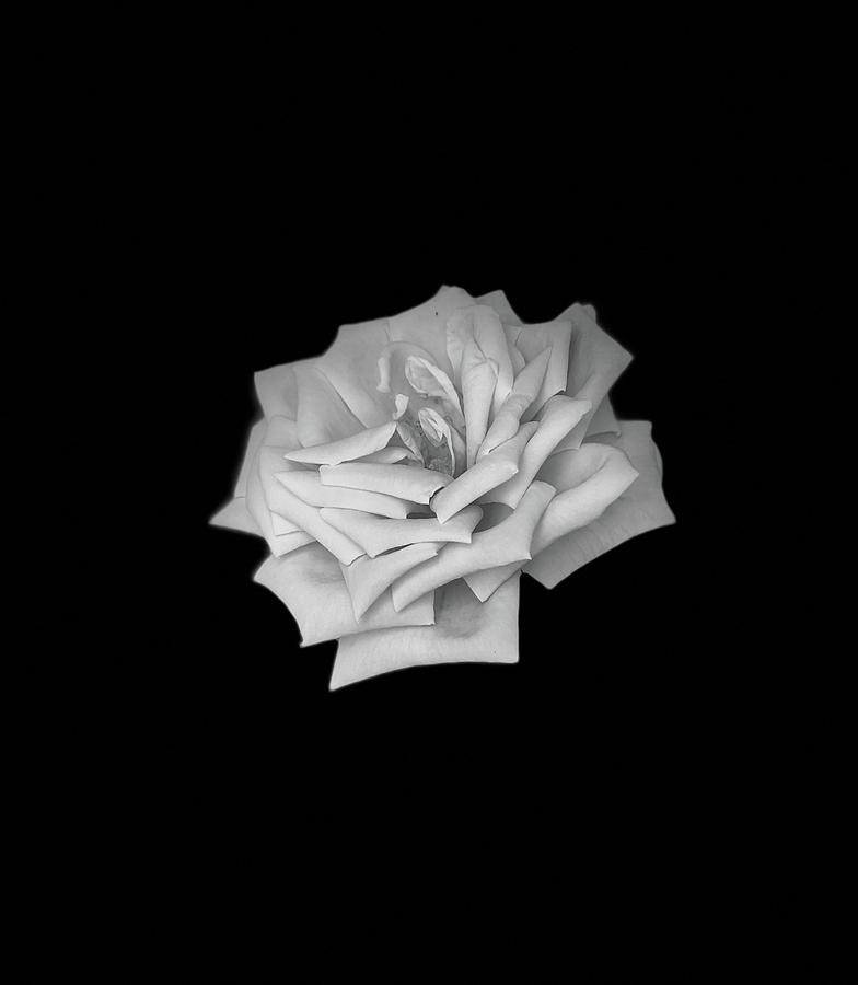 Black and White of a flower Photograph by John Quinn Black and White of a flower Photograph by John Quinn