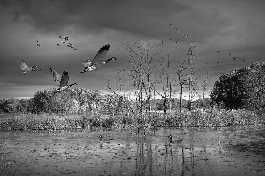 Black and White of Canada Geese gathering for the Fall Migration Photograph by Randall Nyhof