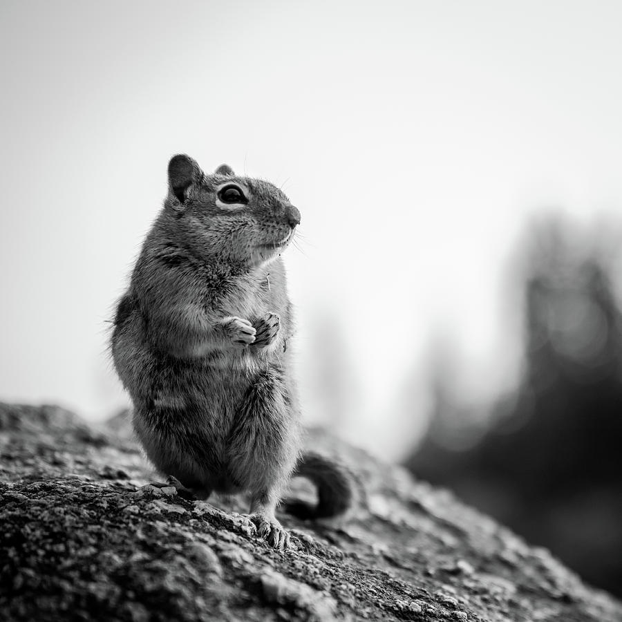Black And White of Ground Squirrel Begging For Food Photograph by Kelly VanDellen