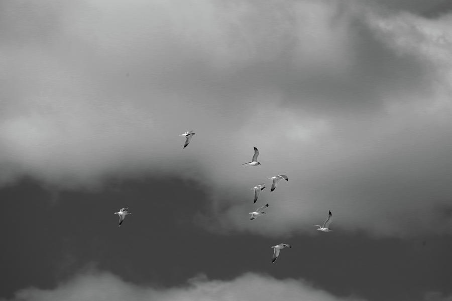Black And White Of Gulls And Clouds Photograph