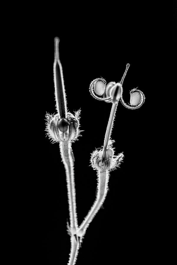 Black and white of the seeds of the wildflower Long-beaked Stork's Bill ...