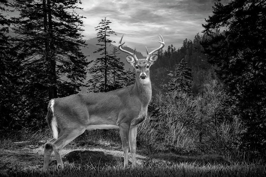 Black and White of White Tailed Deer in the Smokey Mountains Photograph by Randall Nyhof