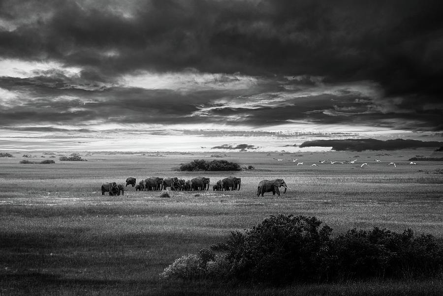 Black and White of Wild Africa Photograph by Ed Taylor