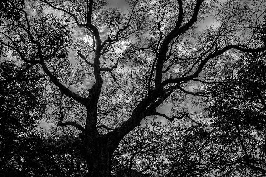 Black and White Ominous Tree Photograph by Nicholas Smarowsky - Pixels