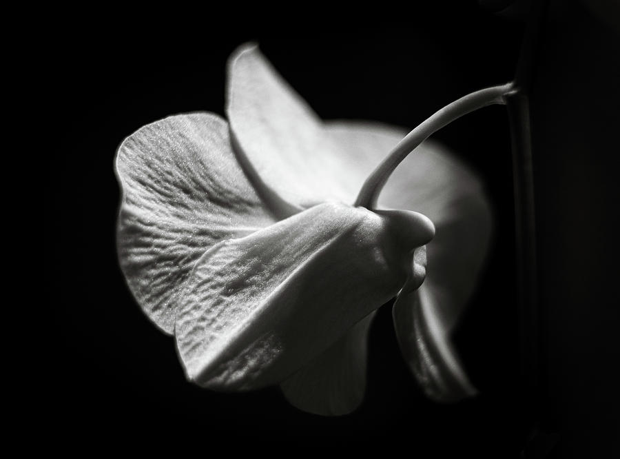 Black and White Orchid Photograph by Roxanne Collins - Fine Art America