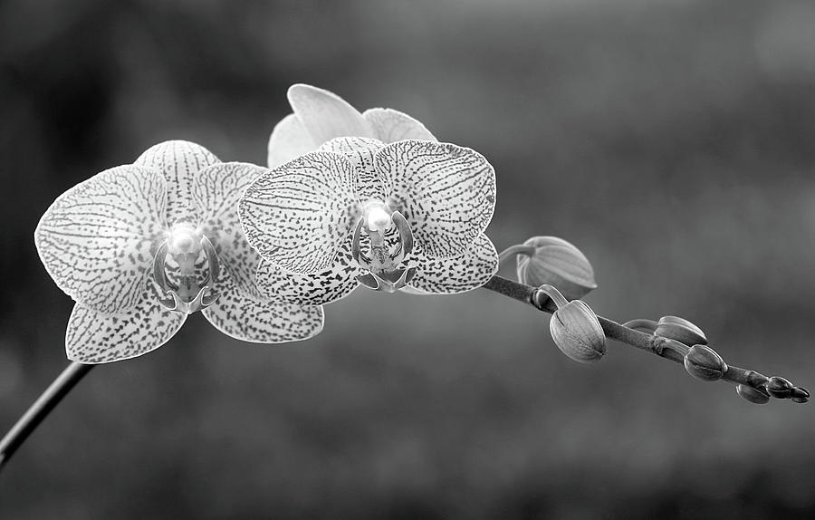Black And White Orchids Photograph