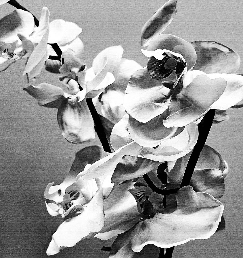 Black and White Orchids Photograph by Sharon Williams Eng