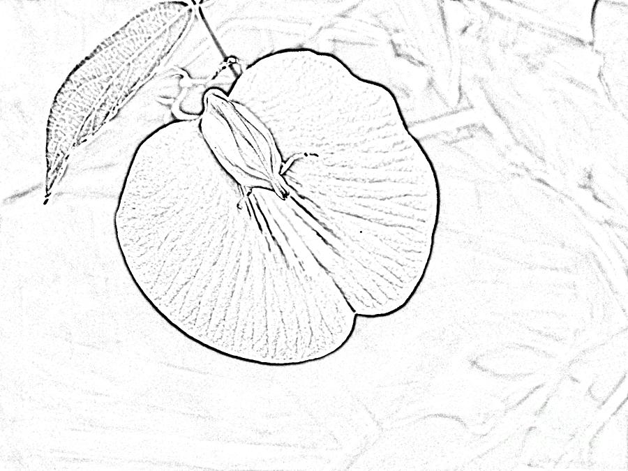 Black and White Outline of a Spurred Butterfly Pea, centrosema virginianum Photograph by L Bosco