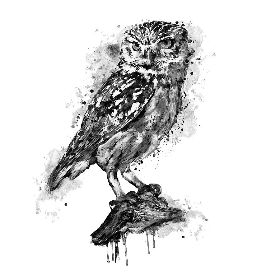 Black and White Burrowing Owl Painting by Marian Voicu