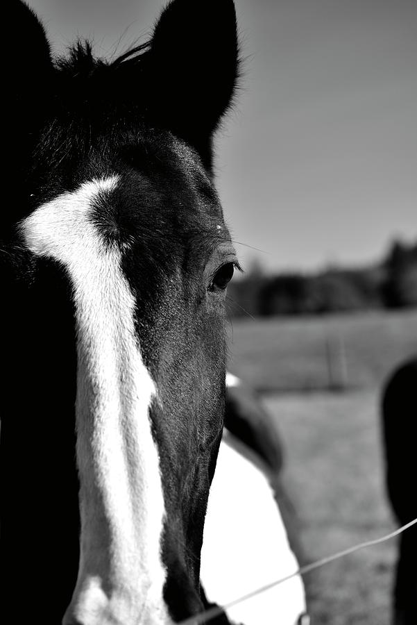 Black and White Paint Horse Photograph by Jerry Sodorff