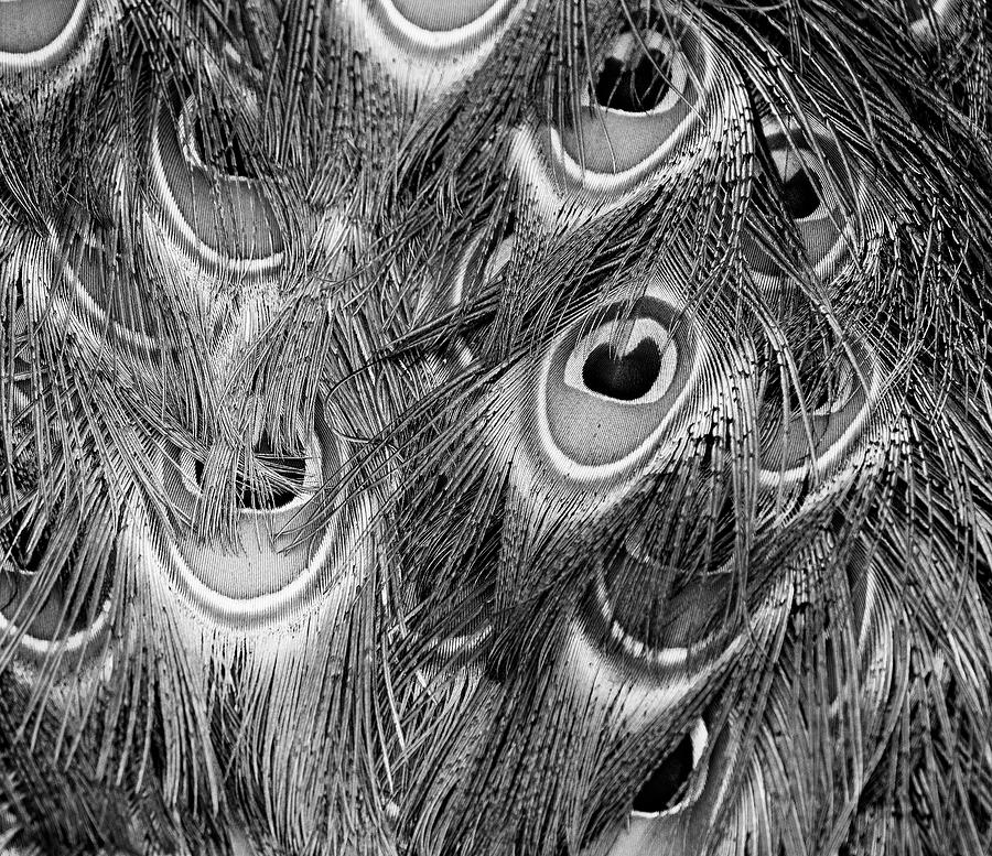 Black And White Peacock Feather Details Photograph By Christopher 