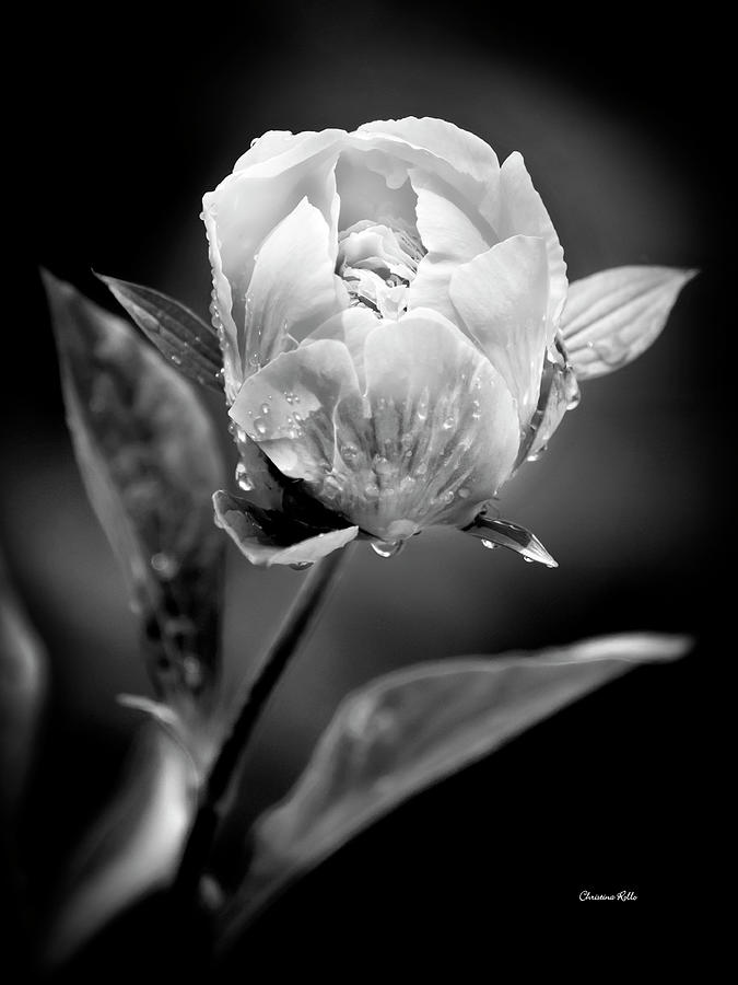 Black And White Peony Flower Photograph by Christina Rollo
