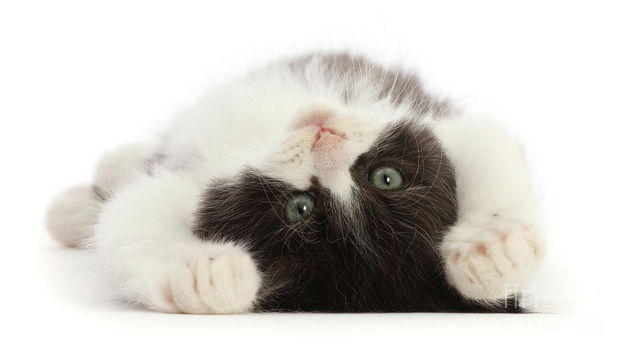 Black-and-white Persian x Ragdoll kitten, lying on his back Photograph by Warren Photographic