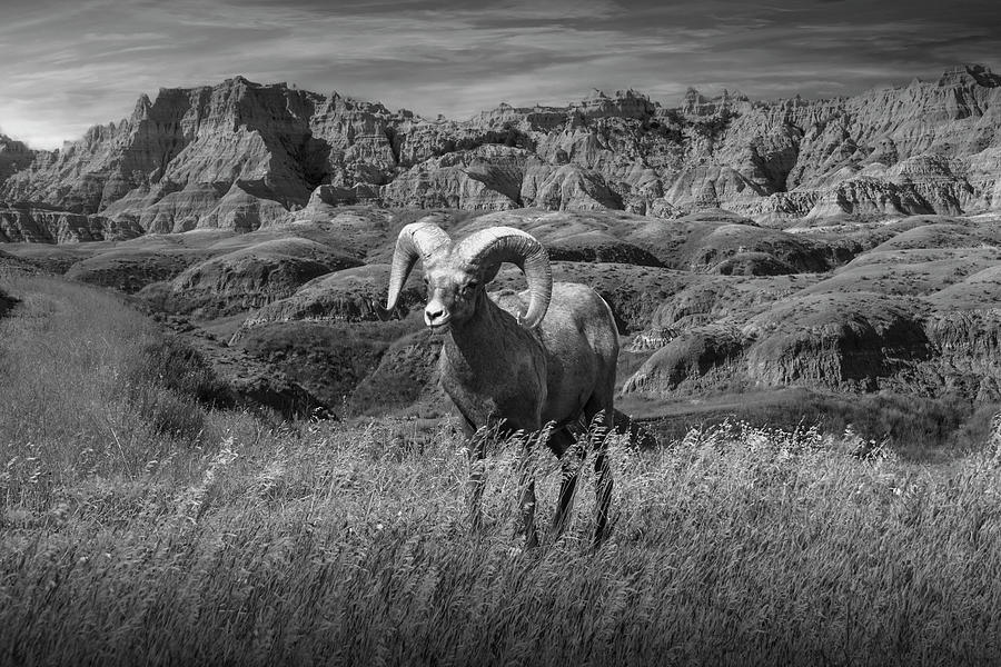 Black and White Photograph of a Bighorn Ram Sheep in the Badland Photograph by Randall Nyhof