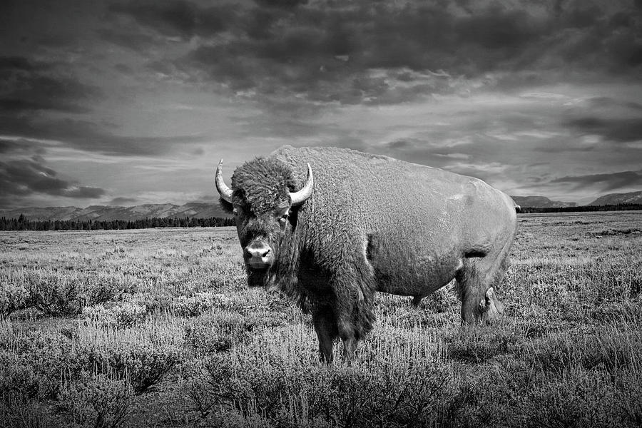 Black and White Photograph of the American Bison the National Ma Photograph by Randall Nyhof