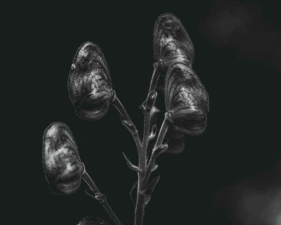Black and White Photography - Dark Floral Photograph by Amelia Pearn