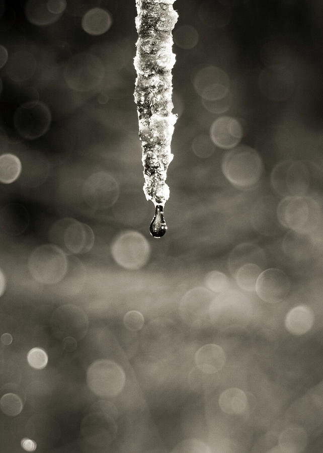 Black and White Photography - Winter Icicle Photograph by Amelia Pearn