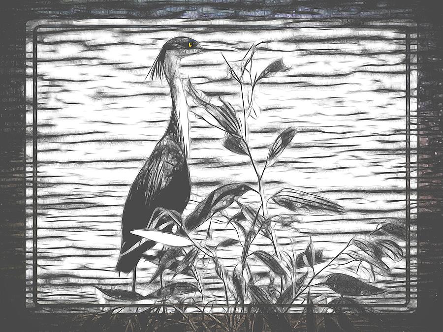 Black And White Pied Heron Perched In Tree Mixed Media by Joan Stratton