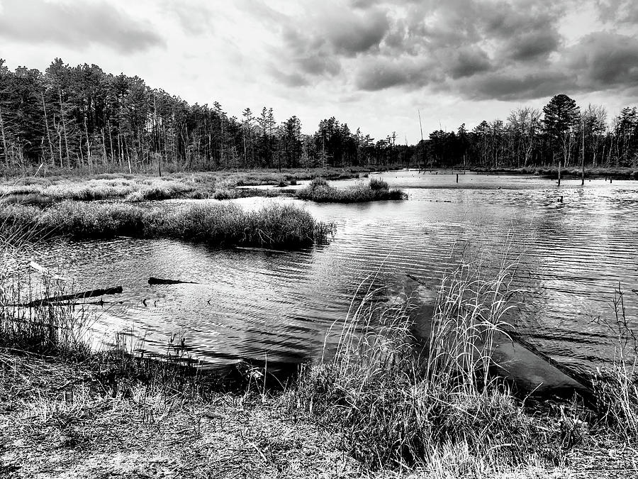 Black and white Pine lands landscape Photograph by Louis Dallara
