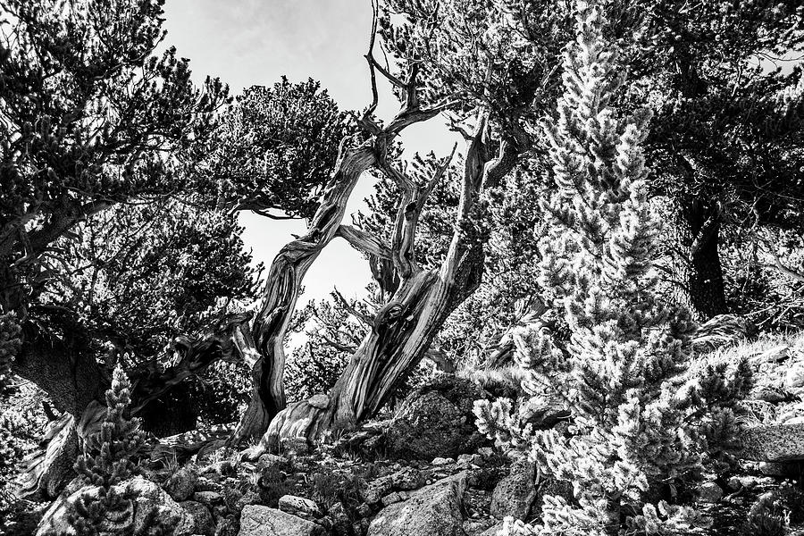 Black and white pine Photograph by Nathan Wasylewski