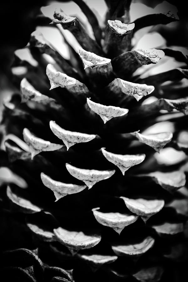 Black and White Pinecone Photograph by Grace Joy Carpenter - Fine Art ...