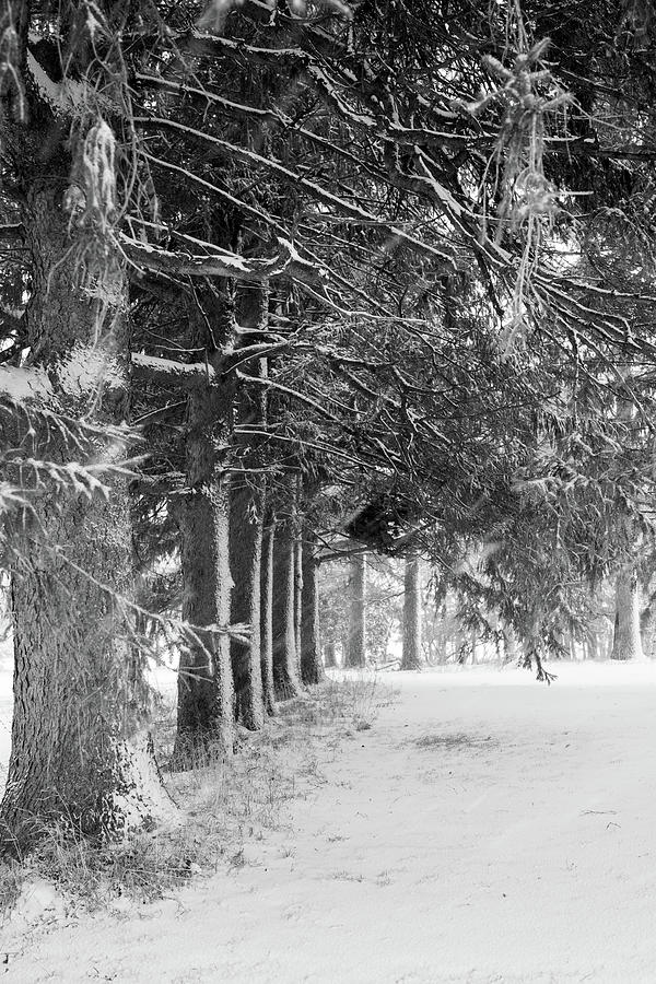 Black and White Pines Photograph by Brooke Bowdren