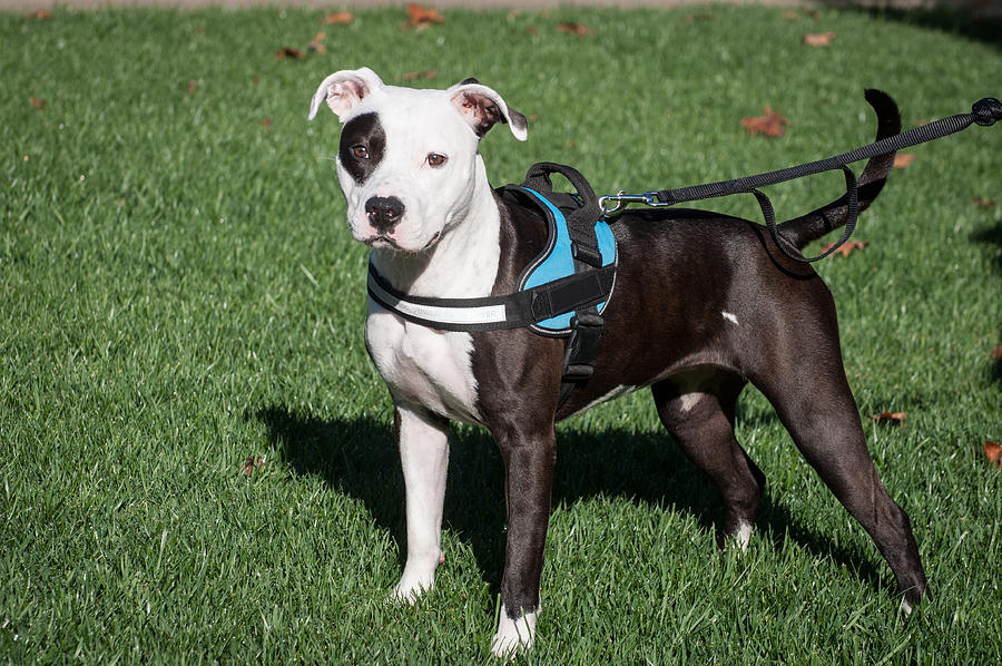 Black and White Pit Bull dog with black patch over one eye standing for portrait on harness Photograph by Barbara Rich
