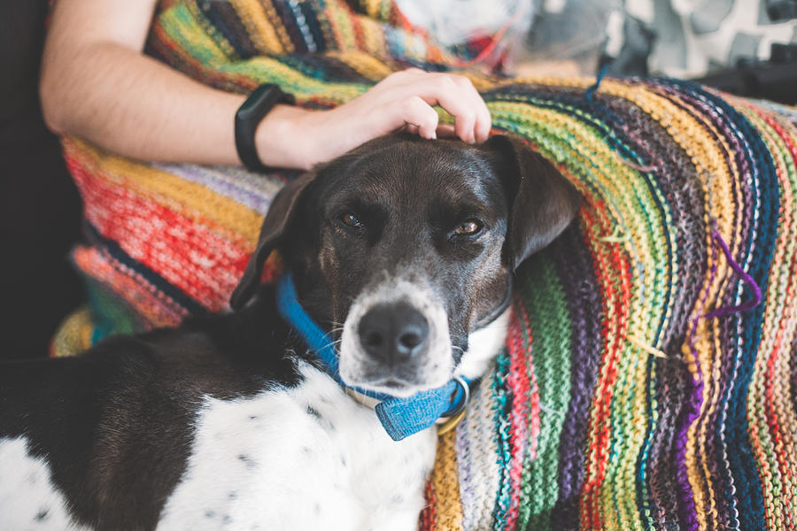 Black And White Pointer Dog Resting On A Sofa On A Colorful Knitted Blanket Being Pet By A Human Photograph by Os Tartarouchos