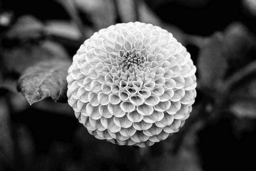 Black And White Pompon Dahlia Photograph by Tanya C Smith