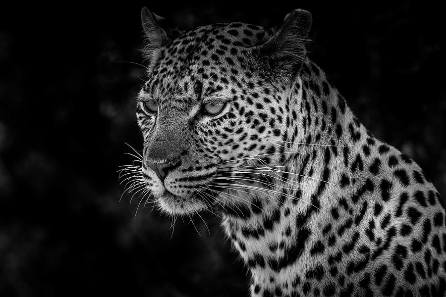 Black and White Portrait of a Leopard Photograph by MaryJane Sesto