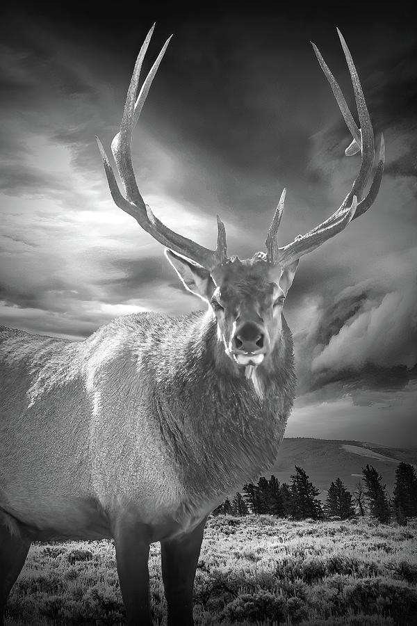 Black and White Portrait of an Elk in Yellowstone National Park Photograph by Randall Nyhof